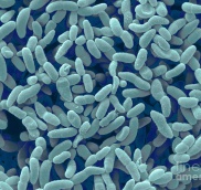 ACETOBACTER